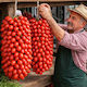 Hortus Sementi Tomate Saatgut Pomodoro 1g