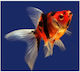 Oranda Fantail Calico 5-7cm