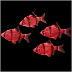 Tiger Barb Luminus Roșu 3-4cm