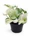 Ποθος Λευκος Epipremnum Aureum Njoy