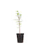 Bonsai Swamp Cypress Ready Plant
