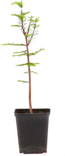 Bonsai Sümpfkiefer – Fertige Topfpflanze