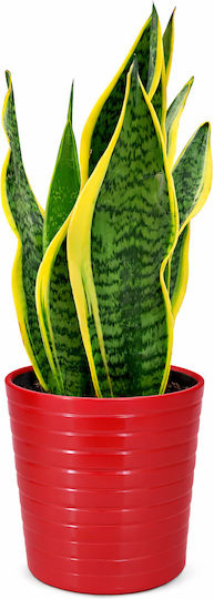 Sansevieria Rote Keramische Kaspow Höhe: 35cm Durchmesser: 13cm