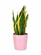 Sansevieria Rosa Keramisch Casso Ύ:35cm P:13 MilvaFlowers