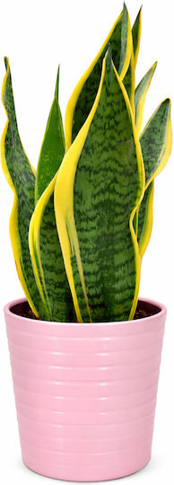 Sansevieria Roz Ghiveci Ceramic Înălțime 35cm Lățime 13 Milvaflowers