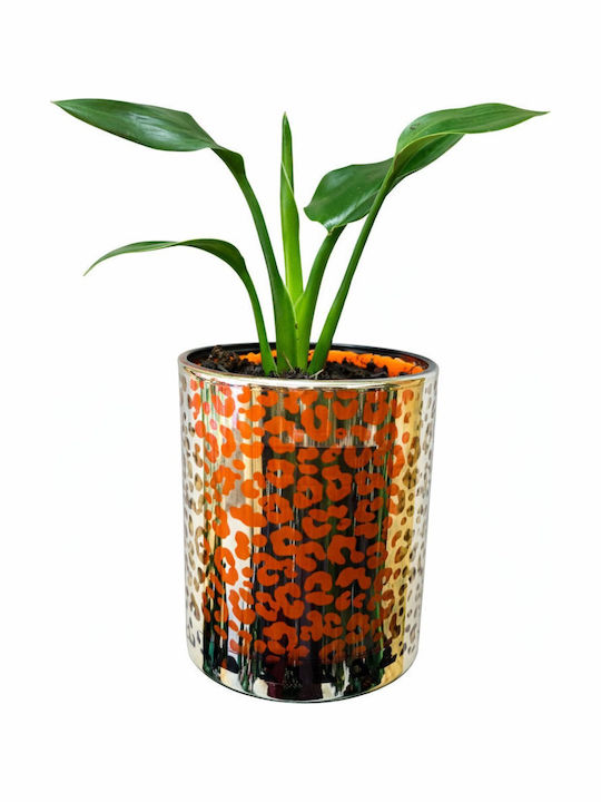 Strelitzia Bird Of Paradise Pot 10cm Plant Height 22cm Glass Gold