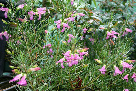 Eremophila 'Thunderbolt' 3lt