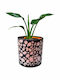 Strelitzia Pasărea Paradisului P:10cm Î:22cm Ghiveci Din Sticlă Strelitzia Reginae Milvaflowers