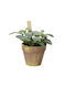 Plantă Artificială Busuioc Ghiveci Plastic 15x15x17cm Kaemingk 890082-2 00056307