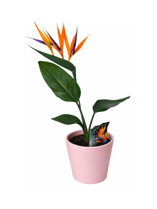 Bird of Paradise Artificial Plant Flower Ceramic Pink 12 x 40cm Milvaflowers