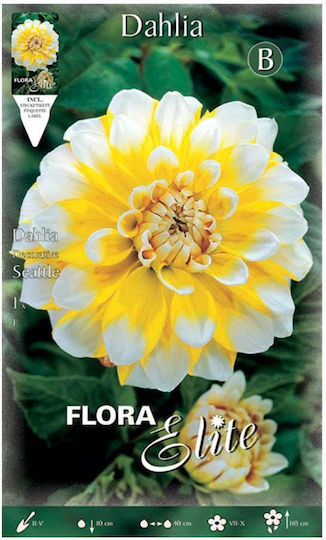 Flora Elite Bec Dahlia Seattle Galben