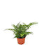 Athyrium Spicatum 8.5cm