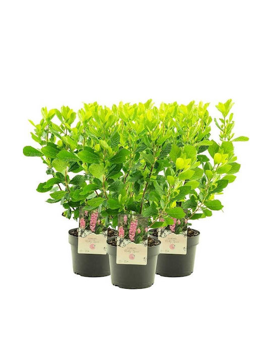 Clethra 'ruby Spice' 3lt Clethra 'ruby Spice' 3lt