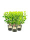 Clethra 'ruby Spice' 3lt
