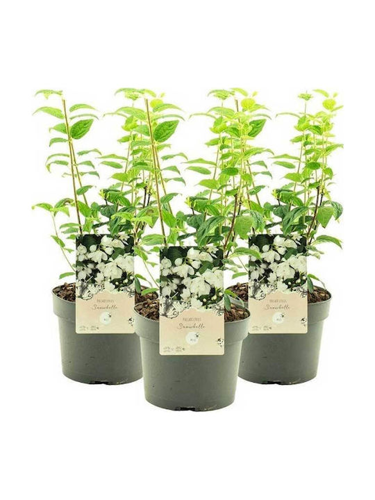 Philadelphus 'snowbelle' 3lt Philadelphus 'snowbelle' 3lt