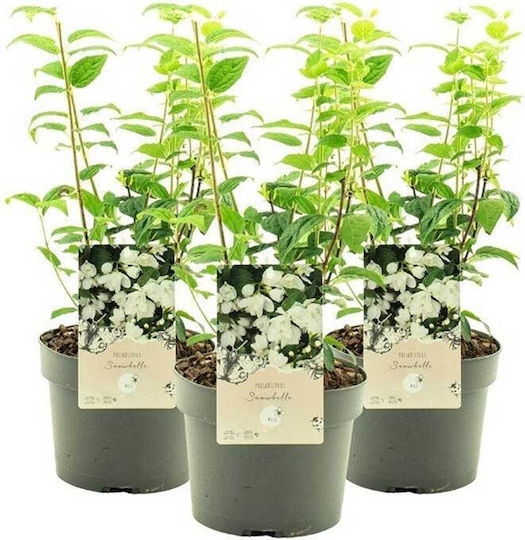 Philadelphus 'snowbelle' 3lt Philadelphus 'snowbelle' 3lt