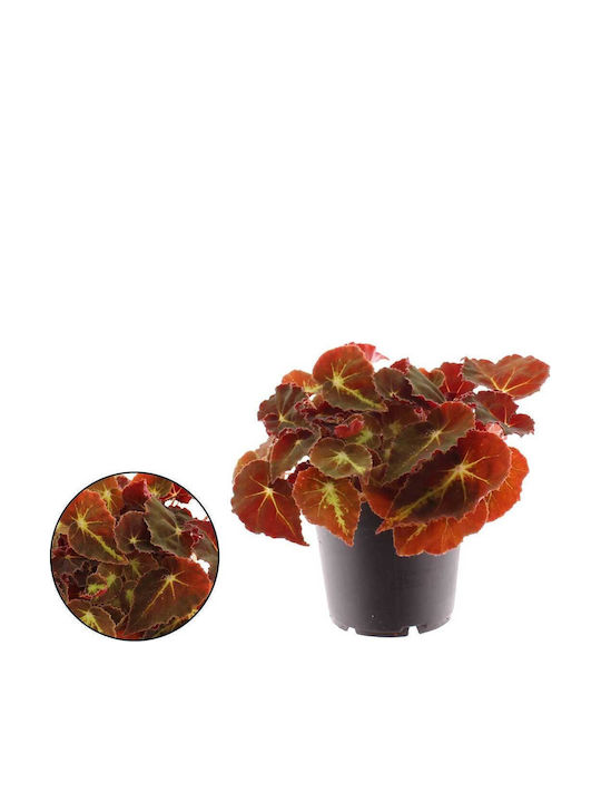 Begonia Rex 'montuno' 12cm Begonia Rex 'montuno' 12cm