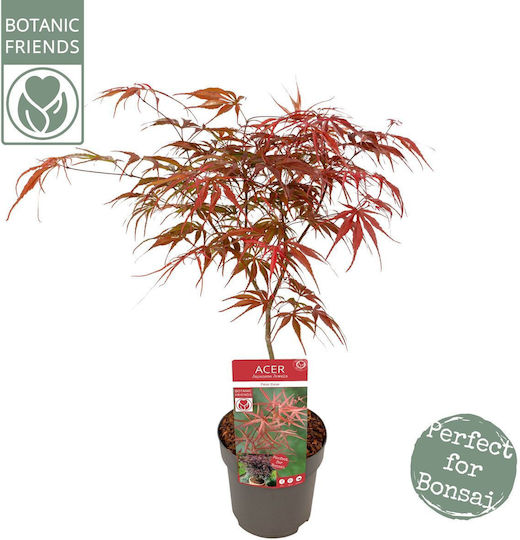 Acer Palmatum Peve Dave