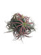 Airplant Tillandsia Ionatha Clumb Червено