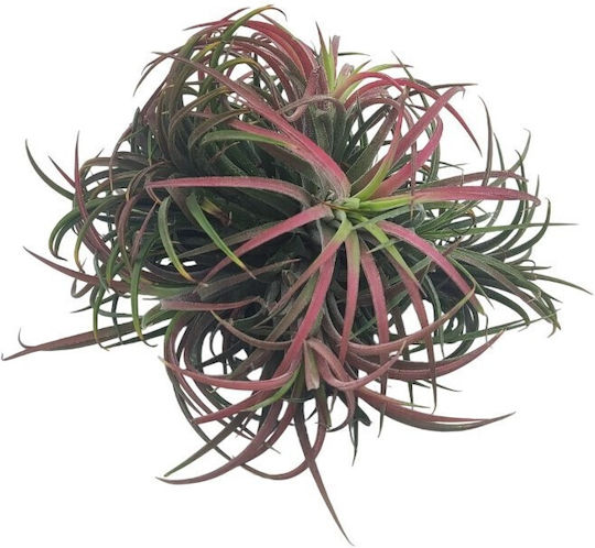 Luftpflanze Tillandsia Ionatha Clumb Rote