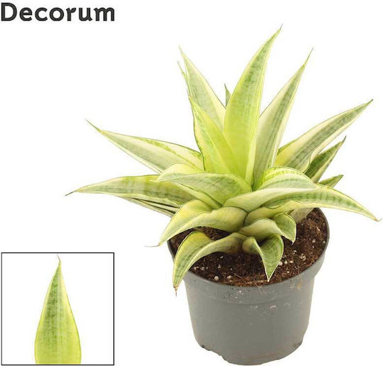 Sansevieria 'gabriella Crown' 9cm