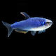Inpaichthys Kerri Super Blau M