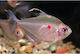 Bleeding Heart Tetra