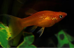 Molly Red Longfin M