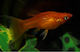 Molly Red Longfin M
