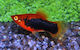 Xiphophorus Helleri Червен Тукседо