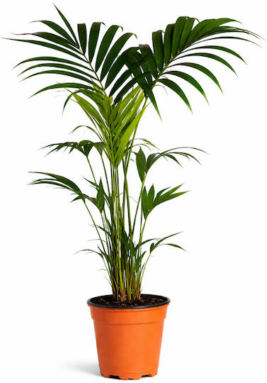 Kentia Palm Howea Forsteriana Pflanzenhöhe 100-120cm Kentia Palm Howea Forsteriana Pflanzenhöhe 100-120cm