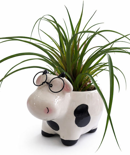 Ageladitsa Ceramic Alb Plant Tillandsia Fără Floare Înălțime 25 Lățime 11 Milvaflowers