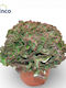Euphorbia Cristata Plant