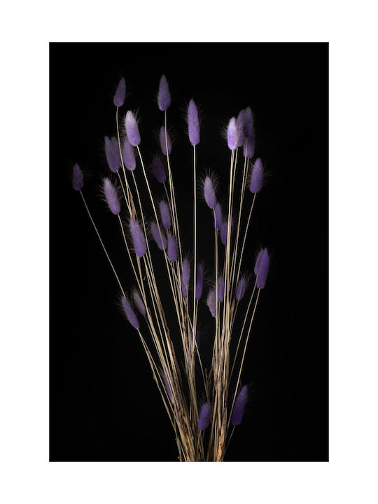 Lila Lagurus Bunny Tails Getrocknetes Pflanze 60cm