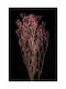 Fuchsia Dried Gypsophila Plant 60cm