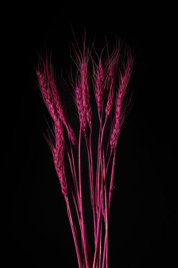 Floare Artificială De Grâu Uscată Fucsia 60cm