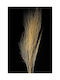 Broom Grass Dried Plant 60cm