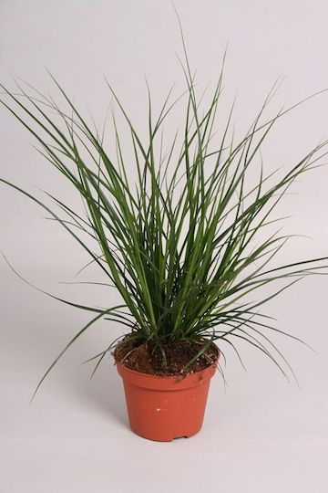 Κάρεξ Carex Brunnea