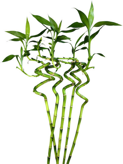 Bambus Lucky Bambus 5 Tmx Pflanzenhöhe 90cm MilvaFlowers Bambus Lucky Bambus 5 Tmx Pflanzenhöhe 90cm MilvaFlowers