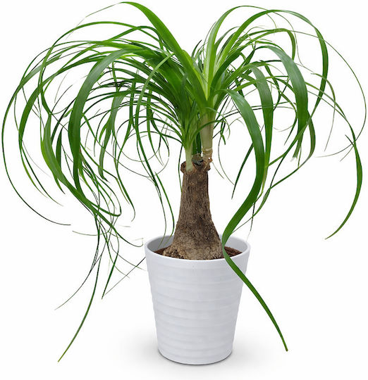 Beaucarnea Weiß Keramisch Höhe 45cm Durchmesser 12cm