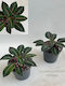 Impatiens Morsei Velvetea