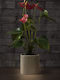Хвощ (Anthurium) Растение За Вътрешен Пространство 15/50см