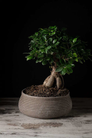 Φίκος Ginseng Bonsai 20/40cm Φίκος Ginseng Bonsai 20/40cm
