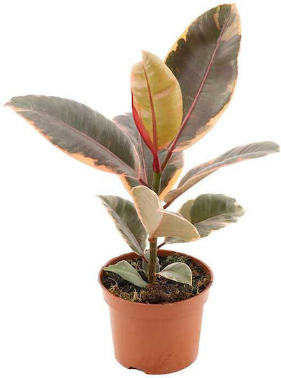 Ficus Elastica 'belize' 12cm Ficus Elastica 'belize' 12cm