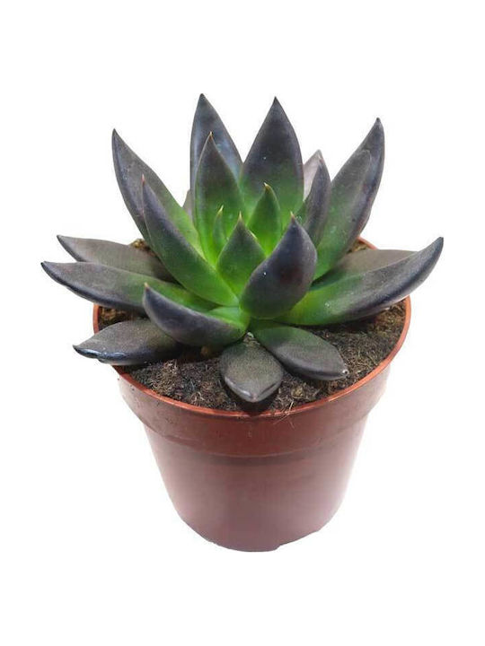 Echeveria 'black Prince' 8.5cm