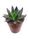 Echeveria 'black Prince' 8.5cm