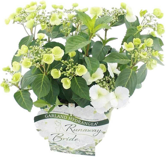 Hydrangea 'runaway Bride' 17cm Hydrangea 'runaway Bride' 17cm