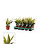 Sansevieria 'golden Flame' 12cm