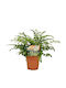 Asplenium Parvati 12cm