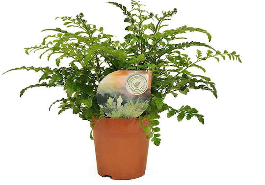 Asplenium Parvati 12cm